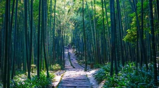 宜宾蜀南竹海。（景区供图）